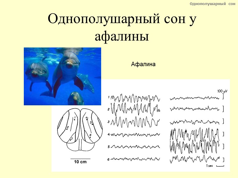 Афалина Однополушарный сон у афалины Однополушарный сон